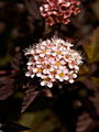 Physocarpus opulifolius Diable dOr IMG_6928 Pęcherznica kalinolistna